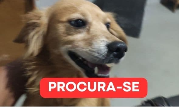 Família procura cachorro que desapareceu há quase uma semana em bairro de PG