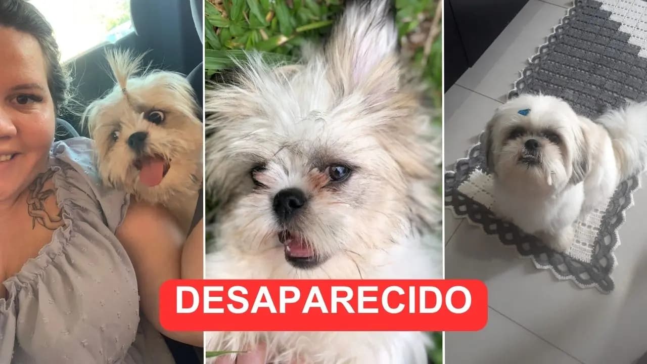 Cão de suporte emocional desaparece em PG e dona pede ajuda para encontrá-lo