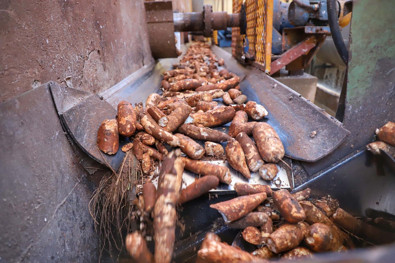 Paraná lidera produção nacional de mandioca com finalidade industrial