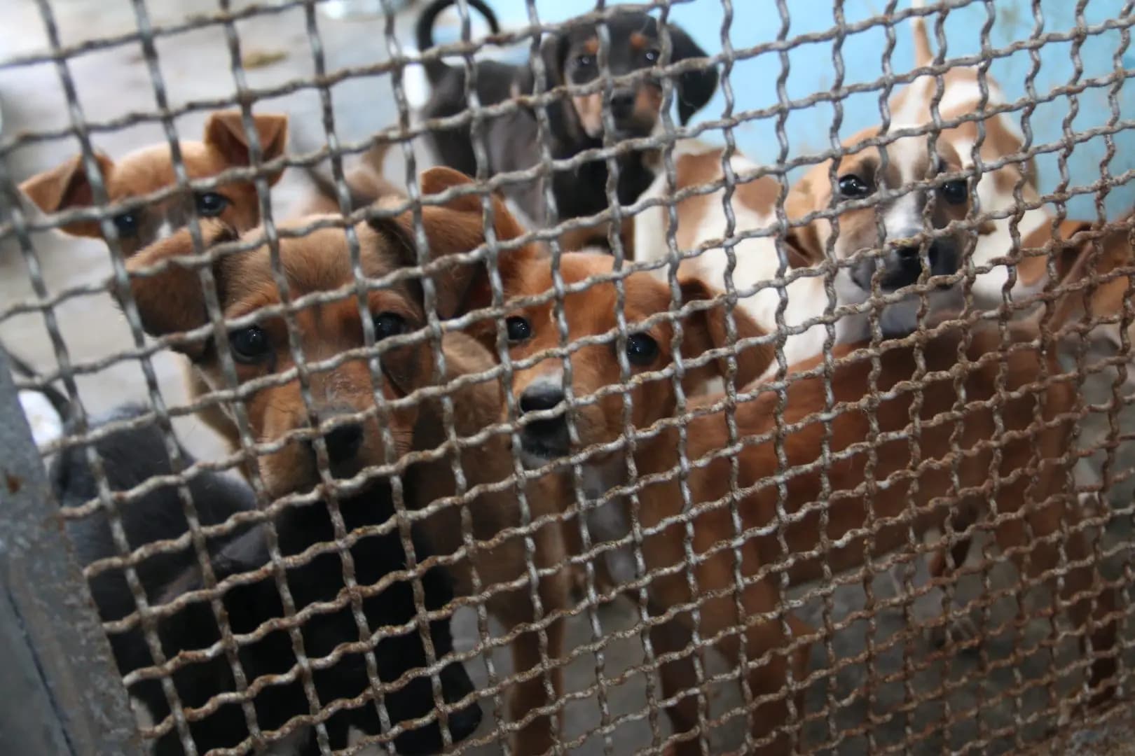 CRAR de Ponta Grossa busca novos lares para 70 cães resgatados