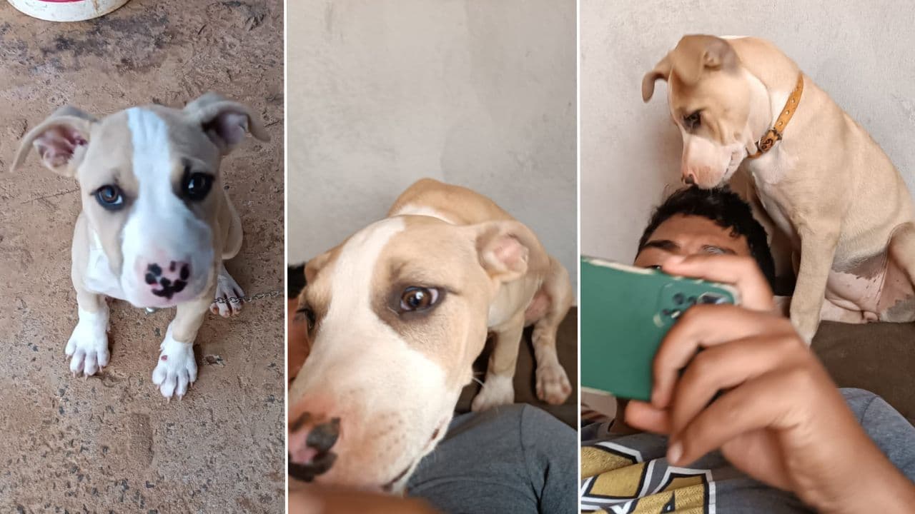 Filhote de cachorro desaparece no Cará Cará e família pede ajuda para encontrar
