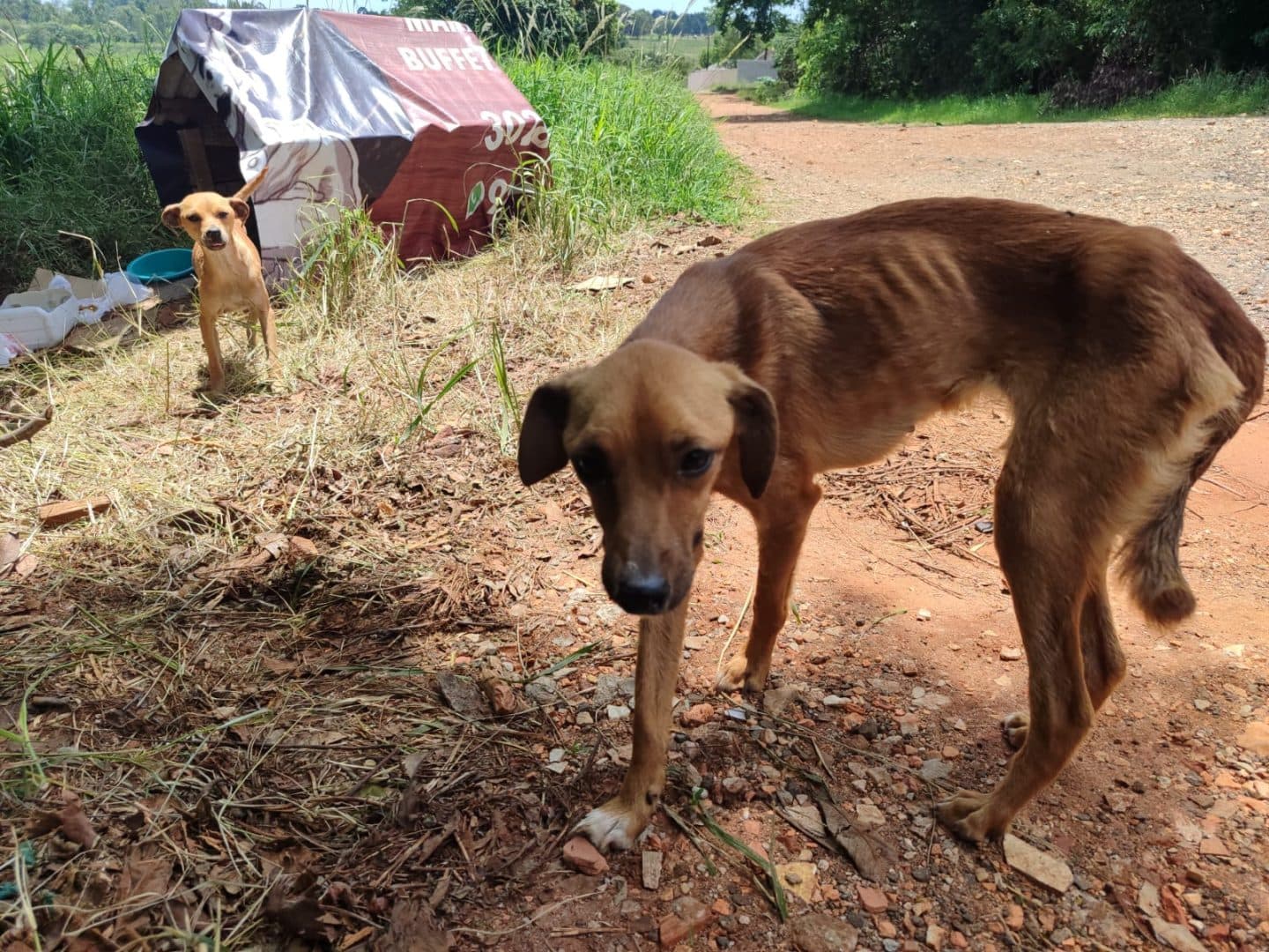 Comunidade denuncia abandono e maus tratos de animais em PG