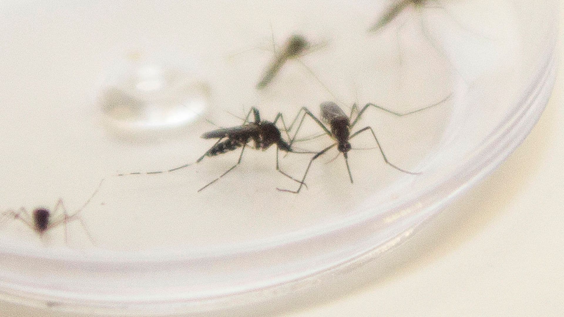 Paraná confirma mais 8.441 novos casos e sete óbitos de dengue