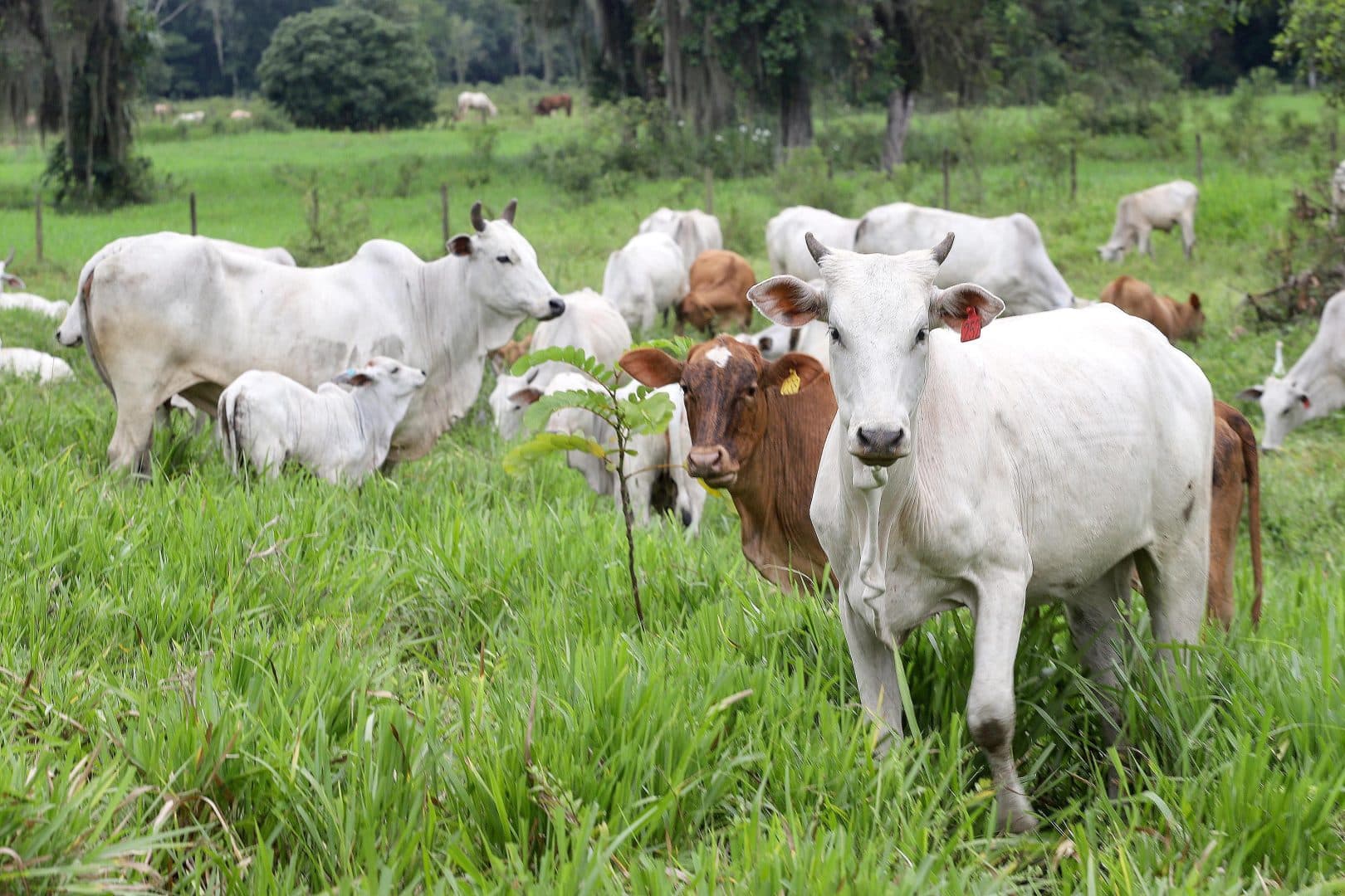 Prazo para atualização obrigatória de rebanhos começa no dia 1º de maio no PR