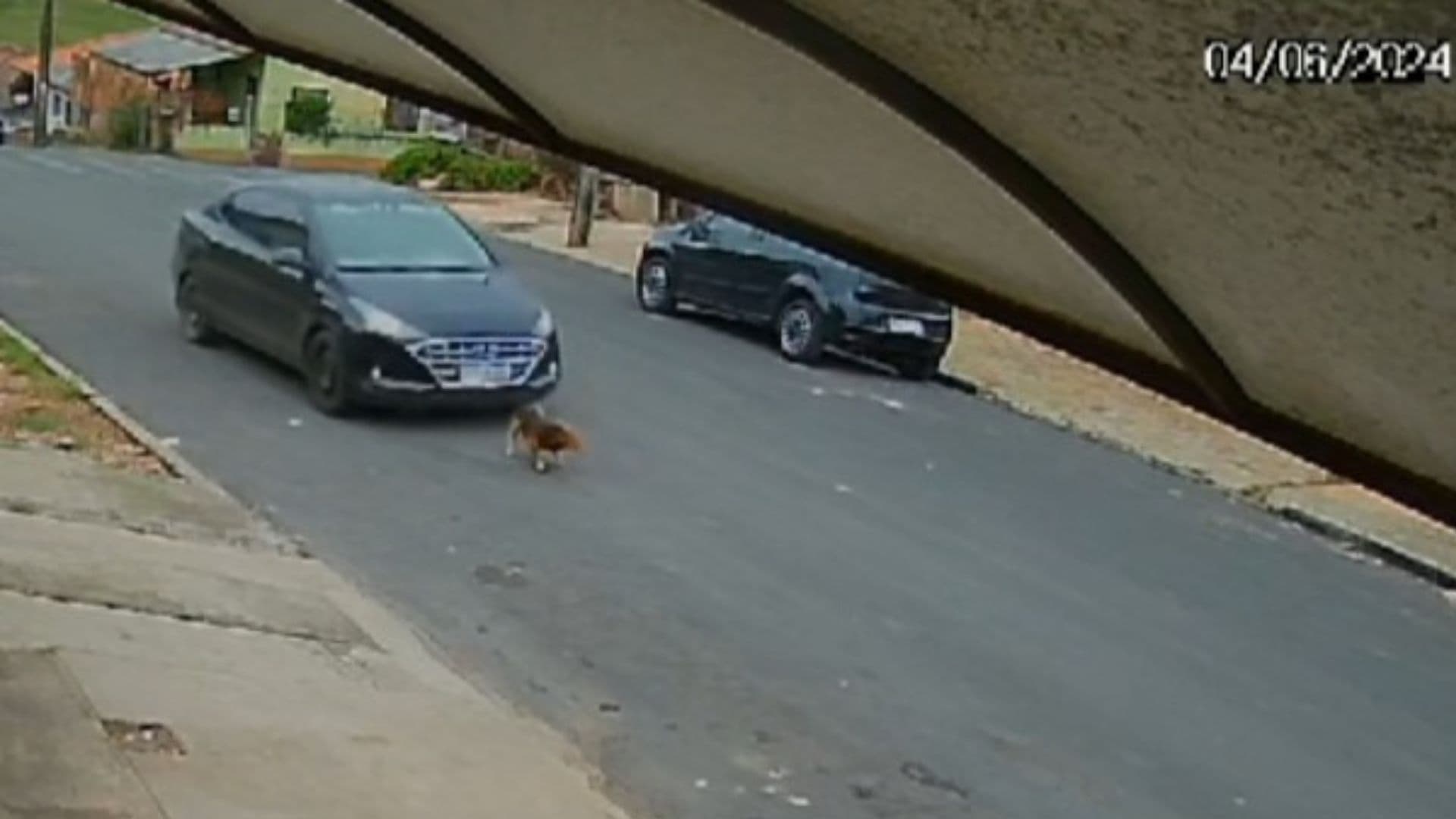 Motorista de aplicativo presta depoimento após atropelar cachorro em Castro