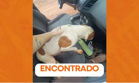 Família de Ponta Grossa reencontra cachorro perdido após três dias