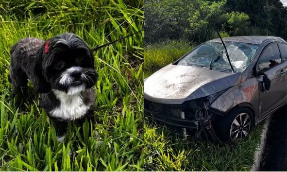 Cachorro pula no colo de motorista e provoca capotamento no Paraná