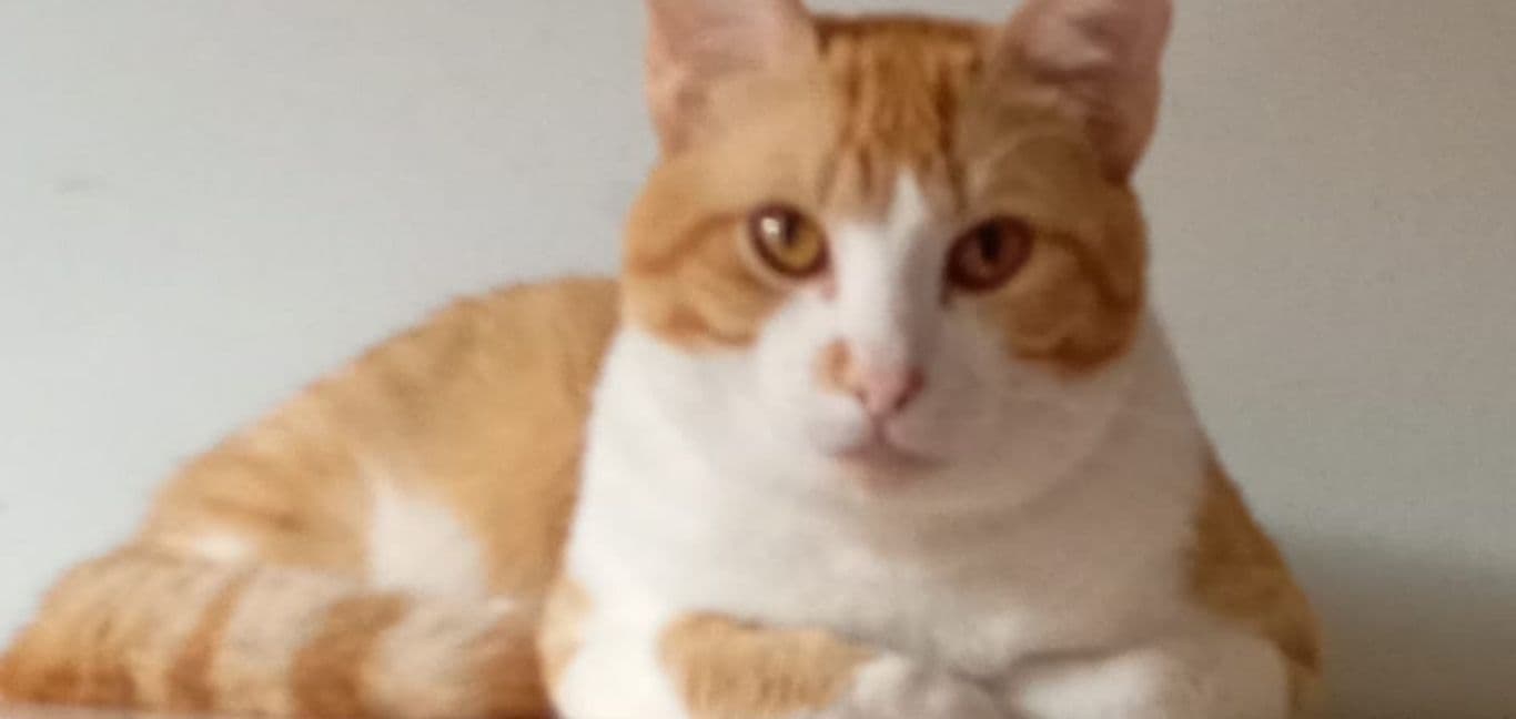 Nino, gatinho desaparecido em Ponta Grossa, é procurado pela tutora
