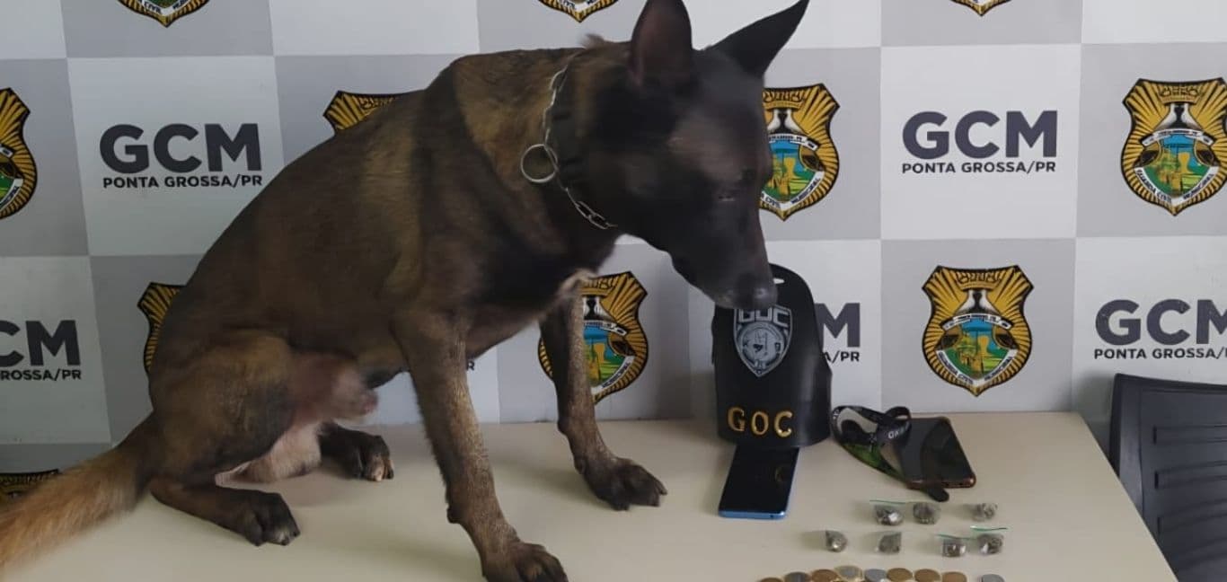 GCM prende dupla por tráfico de drogas no Centro de Ponta Grossa com apoio de cão farejador