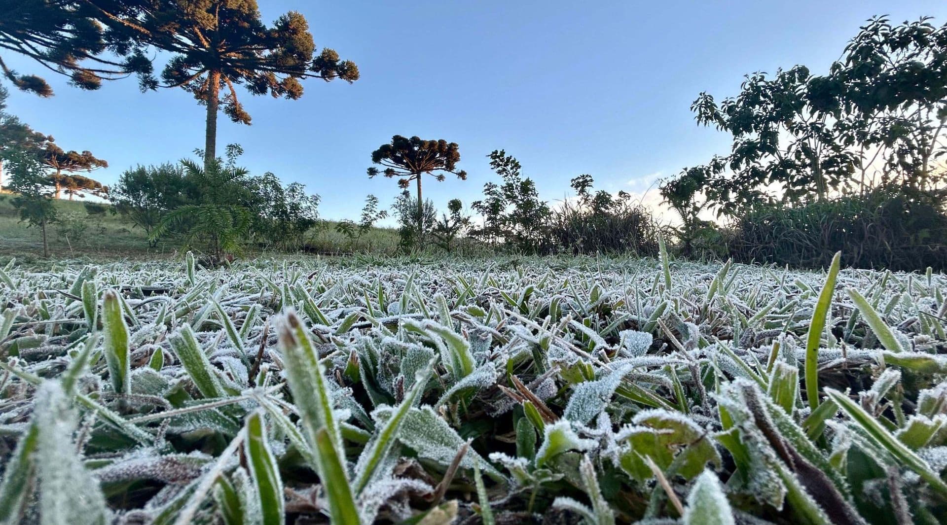 FRIO