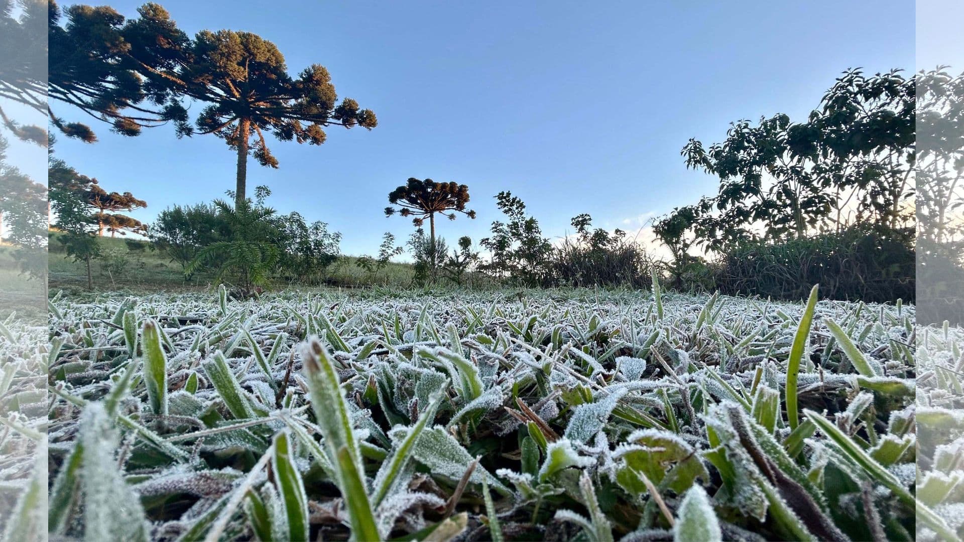 Frio