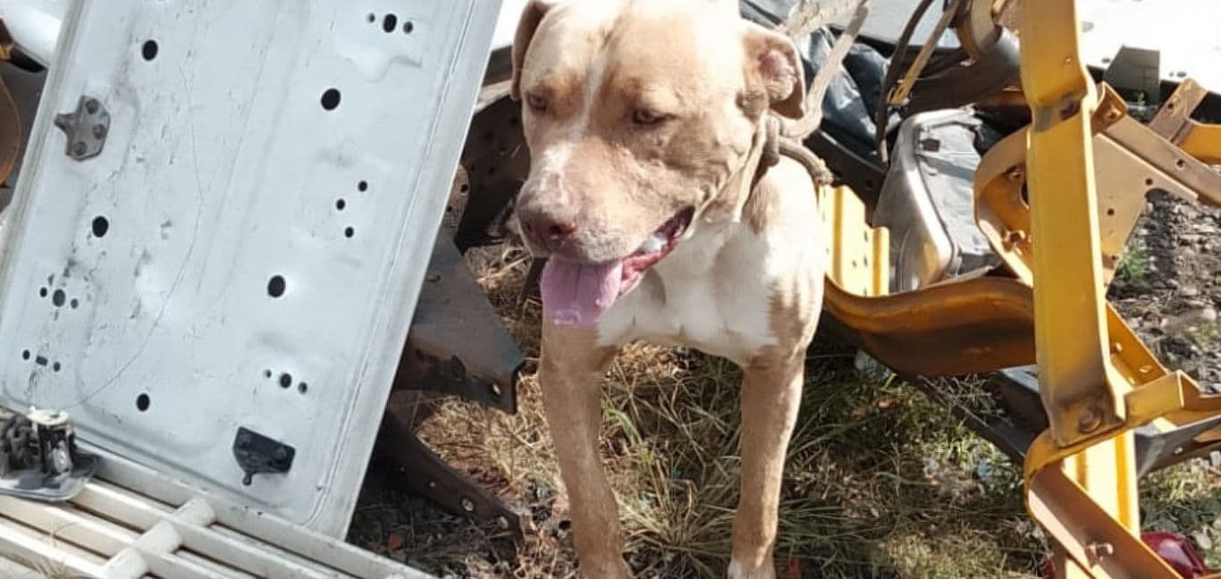 Oficina em Ponta Grossa aguarda autoridades para retirada de pitbull agressivo