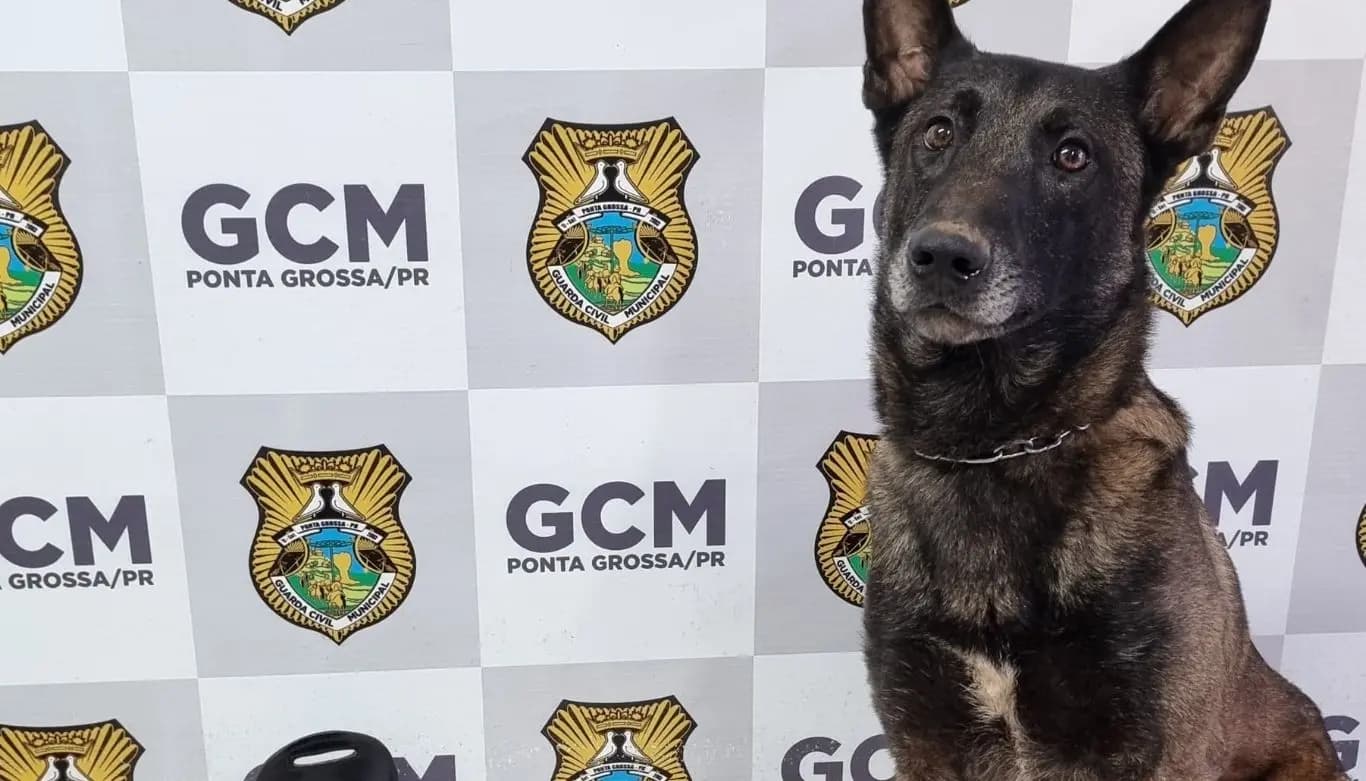 Cão K9 da Guarda Municipal localiza drogas e balança de precisão no Jardim Carvalho