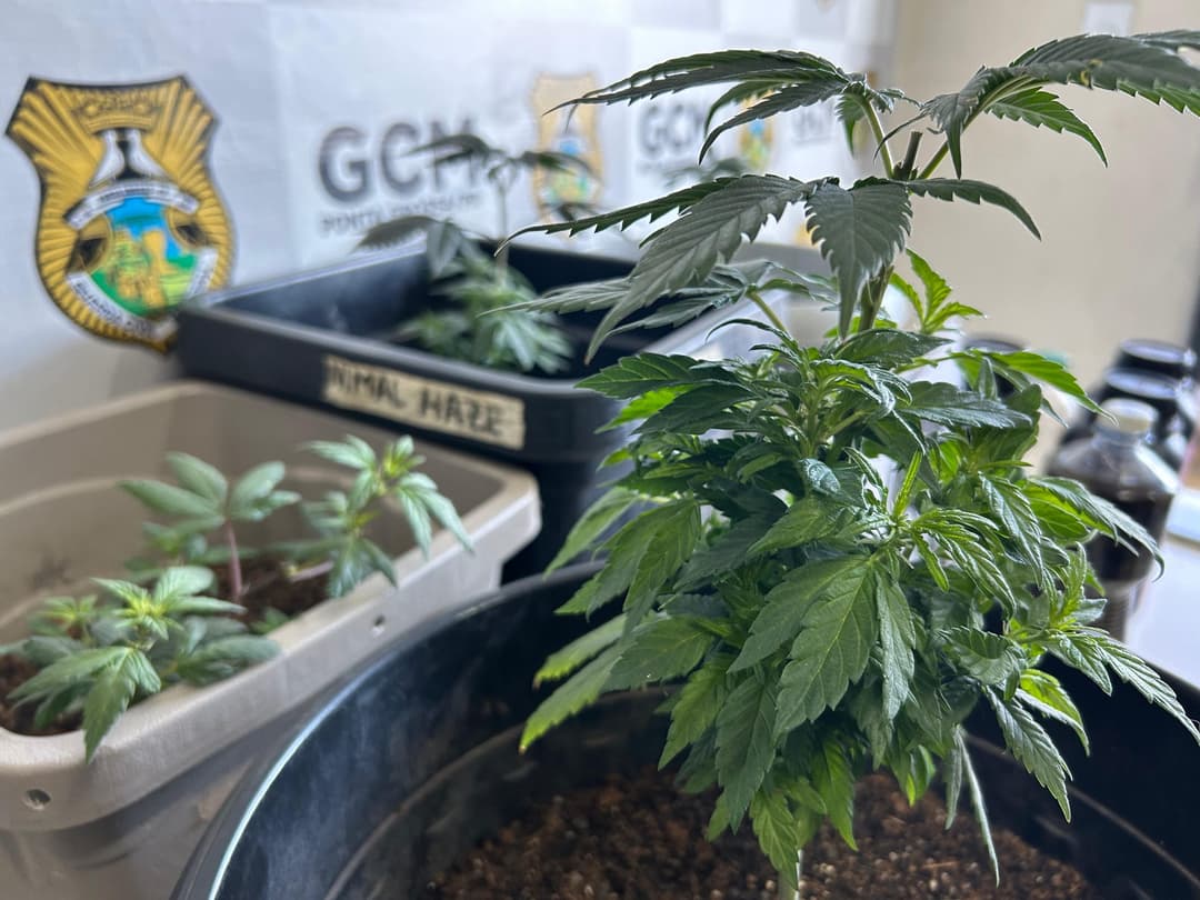 Mulher foi presa na Vila Nova Ponta Grossa; estufa, balança de precisão e materiais para cultivo também foram encontrados pela Guarda Municipal.