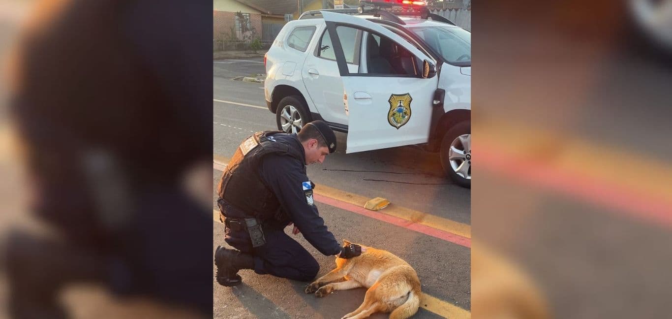 GCM Delta socorre cachorro atropelado em PG