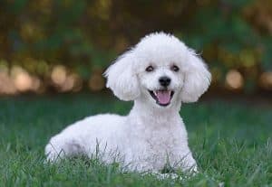 nomes-para-Poodle-Petlove