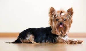 yorkshire-terrier