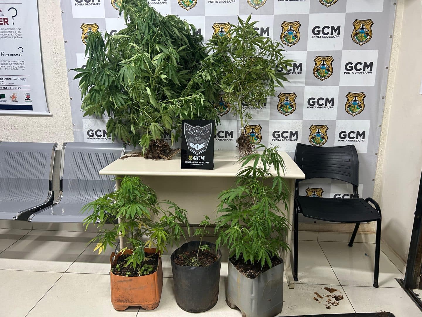 Apreensão planta maconha