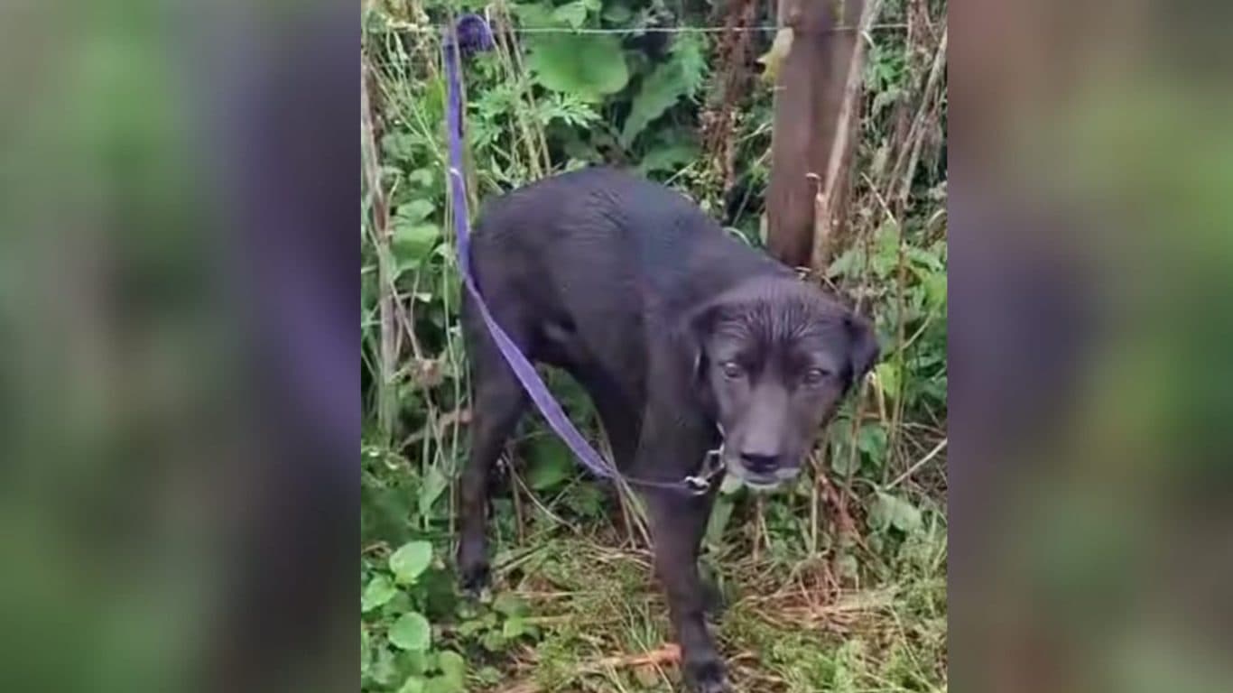 Animal abandonado é resgatado após denúncia em Ponta Grossa