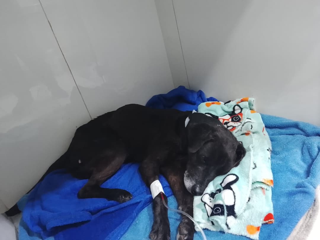 cão atacado 2