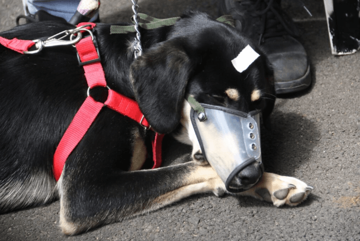 Programa CastraPet retorna a Tibagi e reforça políticas de bem-estar animal