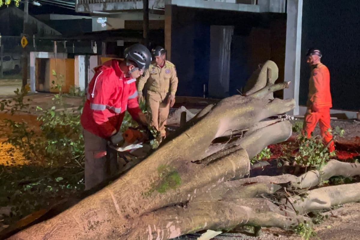 Árvore cai e bloqueia rua mobilizando equipe do Corpo de Bombeiros em PG