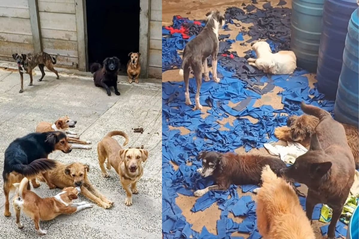 Canil Lar precisa de ajuda para manter atendimento a mais de 200 animais em Ponta Grossa