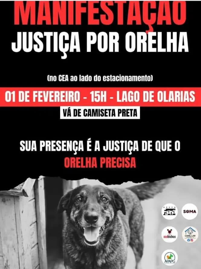 A manifestação Justiça por Orelha está marcada para domingo, dia 1º de fevereiro, às 15h, no estacionamento ao lado do CEA, no Lago de Olarias, em Ponta Grossa. A organização pede que os participantes compareçam de camiseta preta, simbolizando luto e união pela defesa dos animais. O ato também busca reforçar a importância da proteção aos cães comunitários, tema que ganhou força após o caso do cachorro Orelha.

A morte do cão Orelha, ocorrida na Praia Brava, em Santa Catarina, gerou comoção nacional no início de janeiro. O animal, conhecido pela comunidade local, foi atacado por quatro adolescentes no dia 4. Os ferimentos foram tão graves que, mesmo após ser socorrido e levado a uma clínica veterinária, precisou ser submetido à eutanásia no dia 5.

Desde então, a Polícia Civil de Santa Catarina investiga o caso. Ao longo de janeiro, diversas testemunhas foram ouvidas e mais de 72 horas de imagens de câmeras públicas e privadas foram analisadas. Em 26 de janeiro, uma operação cumpriu mandados de busca e apreensão contra os adolescentes e também contra familiares que, segundo a polícia, teriam tentado coagir testemunhas.

O caso reacendeu a discussão sobre a proteção dos “cães comunitários”, animais que vivem integrados ao bairro e são cuidados por moradores e comerciantes. Após a repercussão do caso Orelha, Santa Catarina aprovou a Lei nº 19.726, que reconhece e estabelece políticas públicas para cães e gatos comunitários, reforçando a responsabilidade compartilhada entre sociedade e poder público.

A manifestação em Ponta Grossa pretende unir moradores, entidades de defesa animal e protetores independentes para pedir celeridade nas investigações e defender políticas mais efetivas de proteção aos animais. Para os organizadores, o ato não é apenas por Orelha, mas por todos os animais vítimas de maus-tratos.