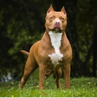 Ponta Grossa torna obrigatória a castração e microchipagem de cães pit bull