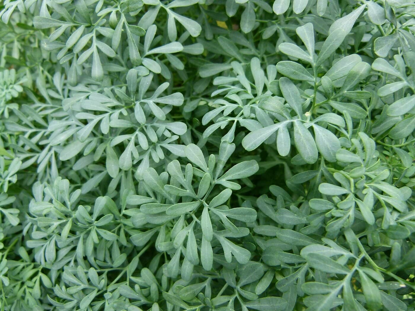 Planta afasta escorpiões? Especialistas explicam