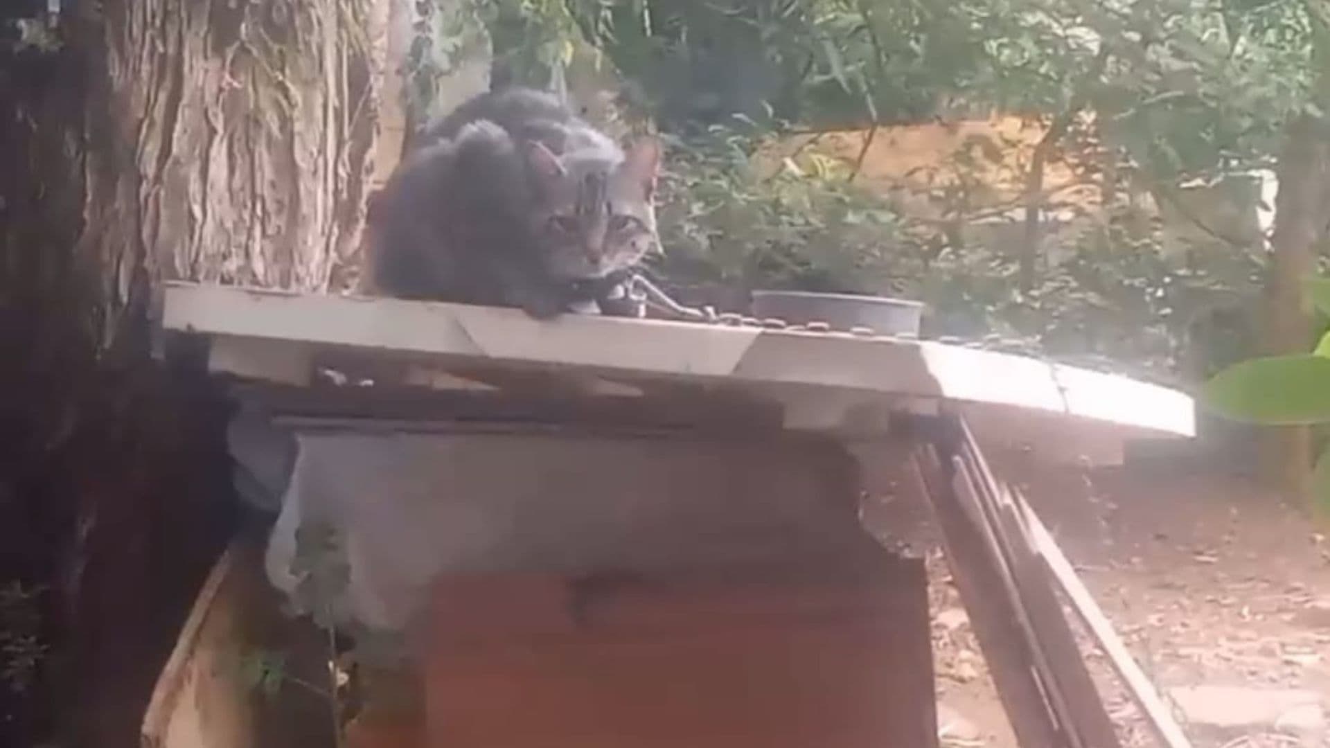 Polícia Civil resgata gatos amarrados e prende homem por maus-tratos em Ponta Grossa