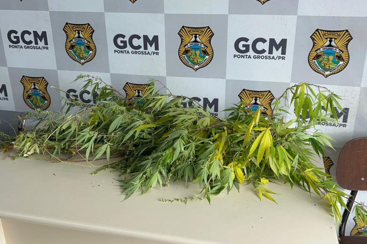 GCM Alpha apreende pés de maconha em residência abandonada no Jardim Carvalho em PG