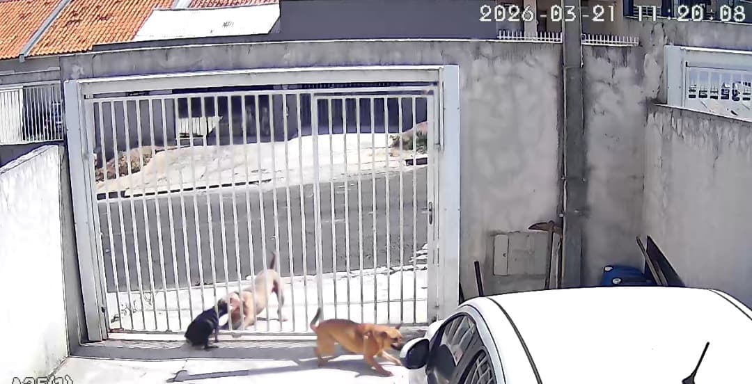 Polícia responsabiliza tutor de pitbull após atacar cães em Ponta Grossa