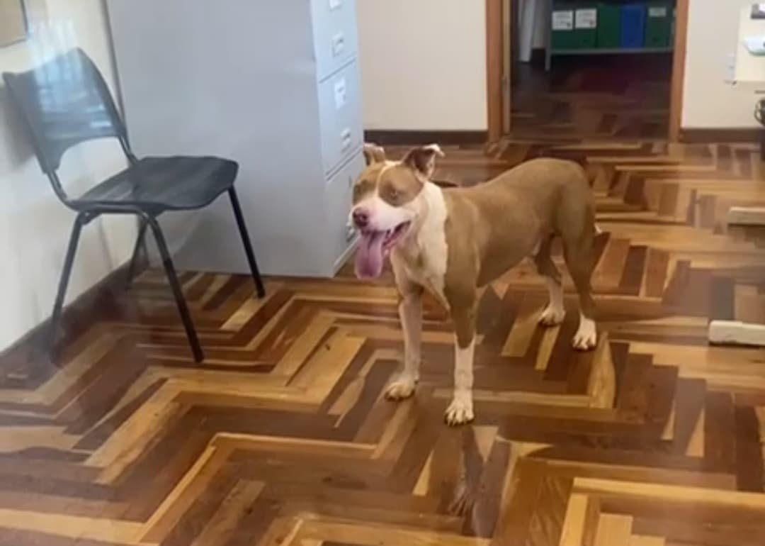 Polícia Civil responsabiliza tutor de pitbull que invadiu escola de Ponta Grossa