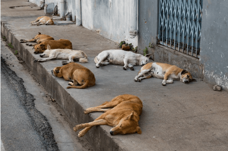 Castro regulamenta lei que multa tutores de cães soltos nas ruas