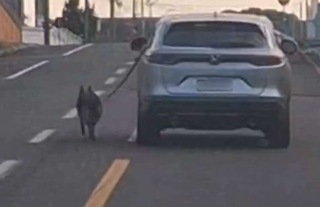 Idoso é indiciado por levar cachorro do lado de fora de carro em Ponta Grossa