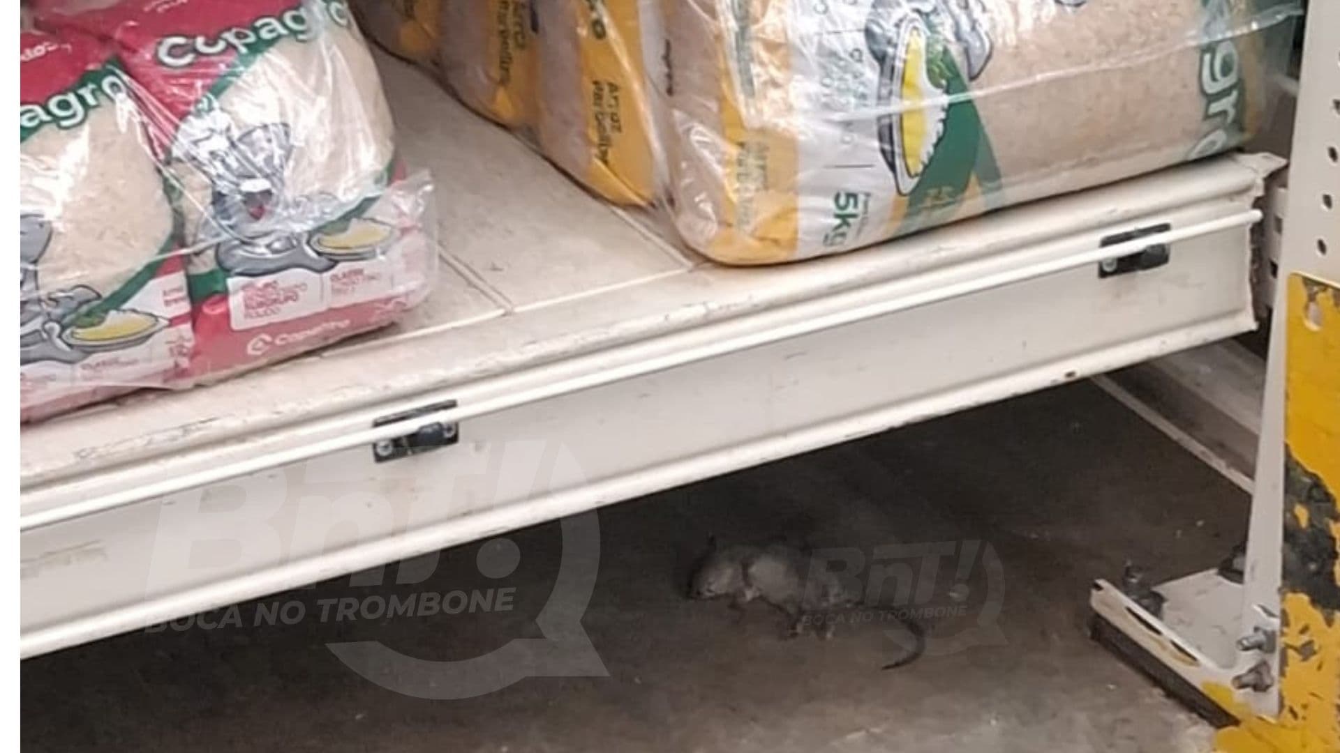 Clientes flagram rato morto sob prateleira de mercado em PG; empresa alega que animal veio da rua