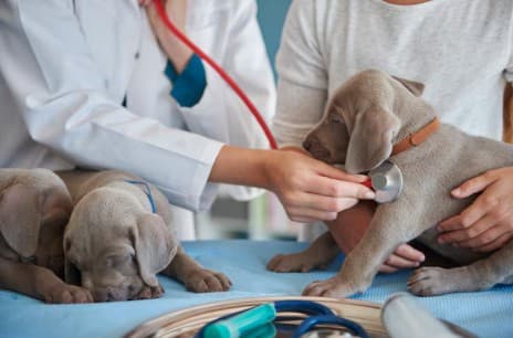 Exercício ilegal da medicina veterinária pode virar crime específico