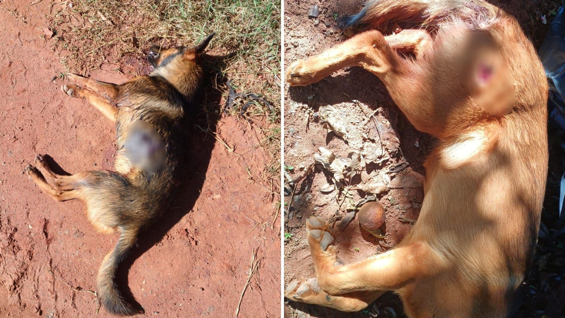 Dois cachorros são baleados e um morre em Ponta Grossa