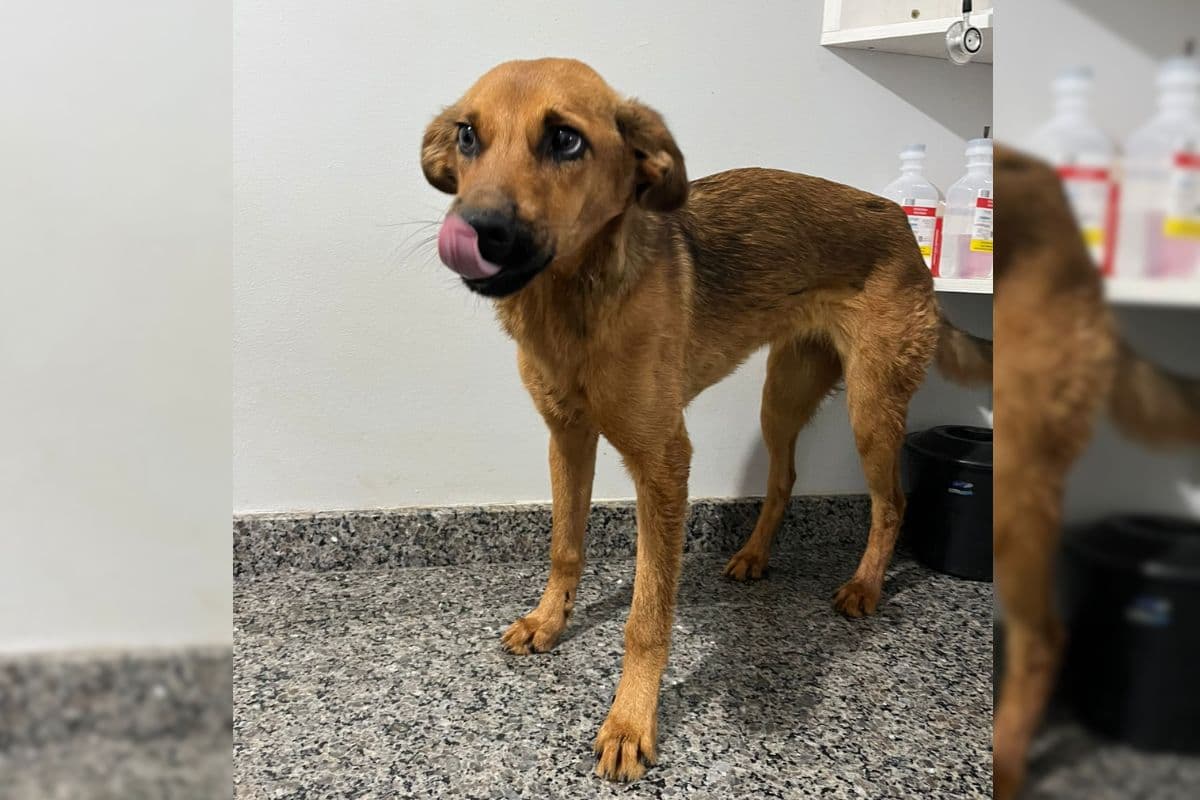Cadela baleada em Ponta Grossa sobrevive e Clinicão CRAR divulga estado de saúde
