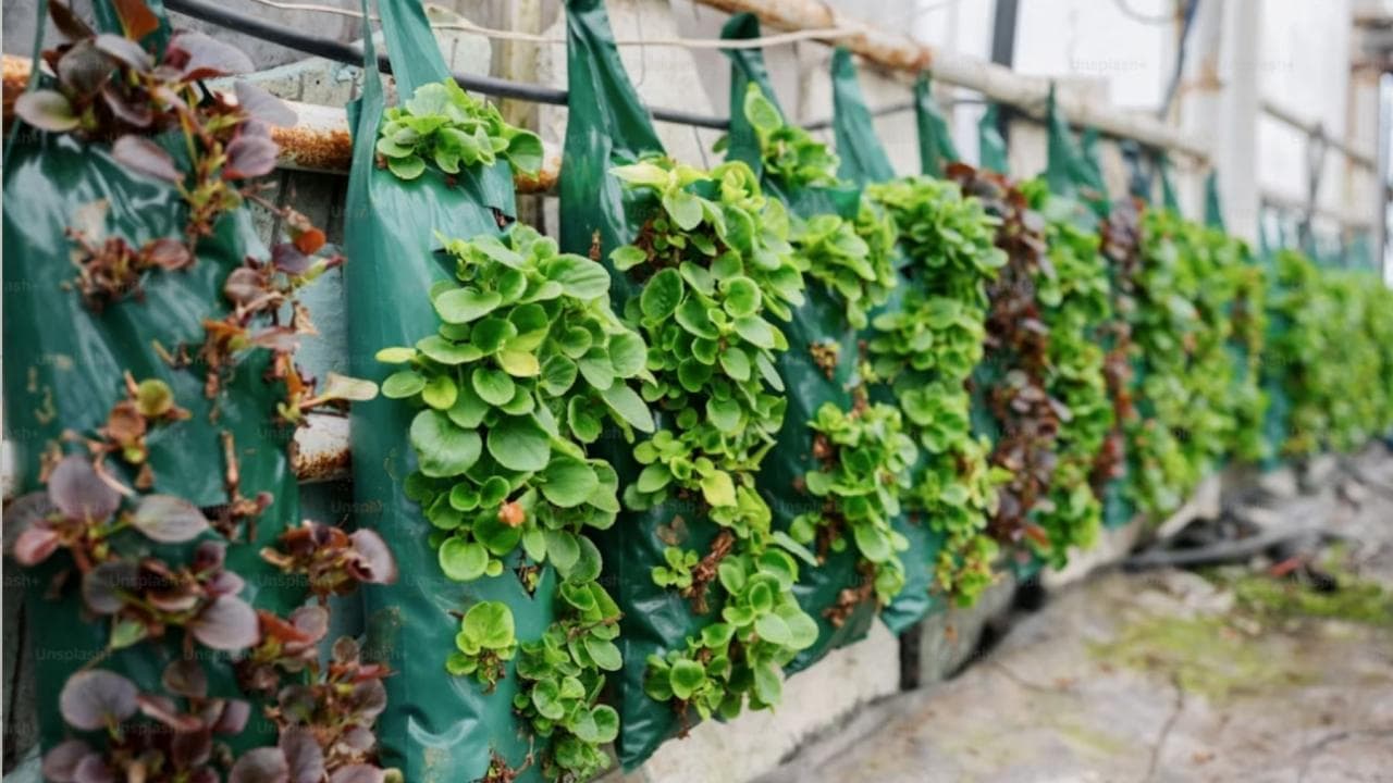 Jardins verticais México: viadutos viram áreas verdes