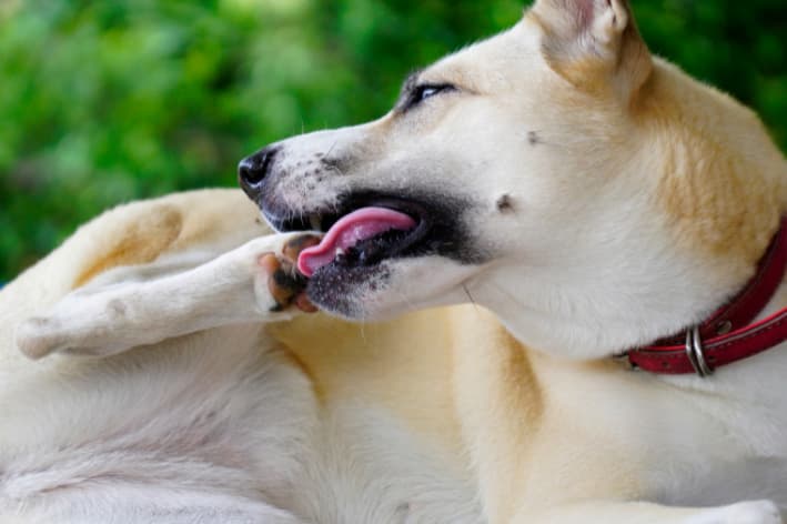Cachorro lambendo a pata: causas, sinais e o que fazer