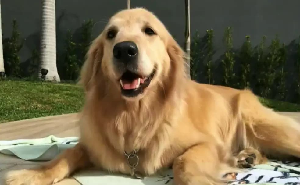 Cachorro encosta focinho em poste e morre eletrocutado