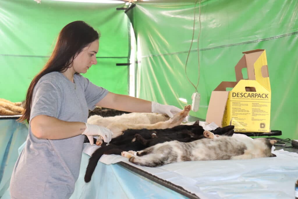 Governo do Estado e Prefeitura de Ivaiporã castram 238 cães e gatos em 2 dias