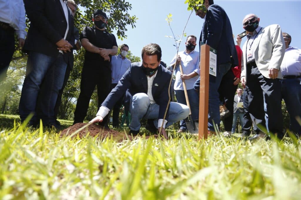 Com 6,5 milhões de mudas plantadas em seu governo, Ratinho propõe ampliar reflorestamento nos próximos anos