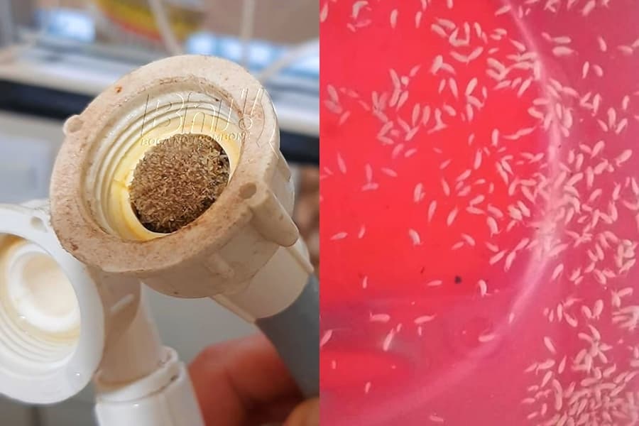 Larvas são como camarões e a água é boa para consumo, diz Sanepar