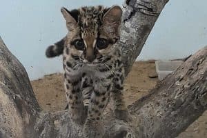 gato_maracaja_3_iat_cornelio_procopio_