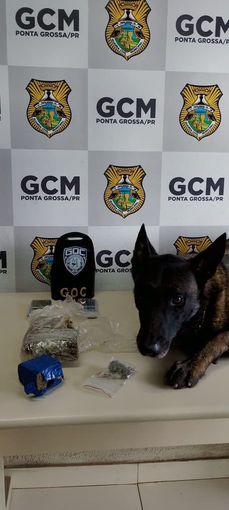 Cão farejador da GCM encontra maconha escondida em casa abandonada no Boa Vista em PG