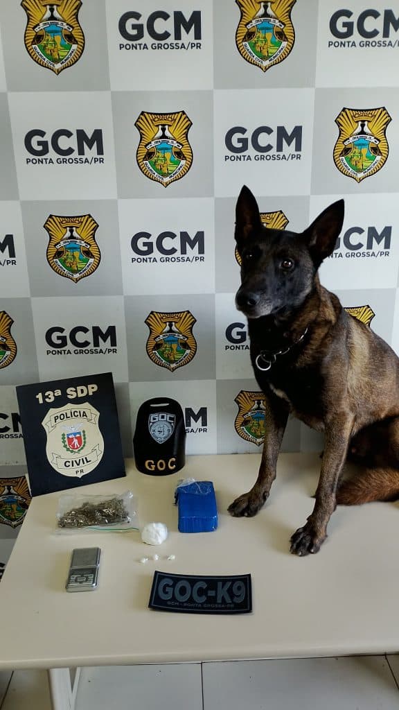 Cão da GCM encontra drogas escondidas em casa na Nova Rússia, em Ponta Grossa