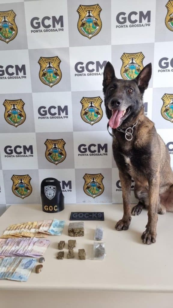 Cão Bolt da GCM volta ao trabalho e localiza drogas em Ponta Grossa